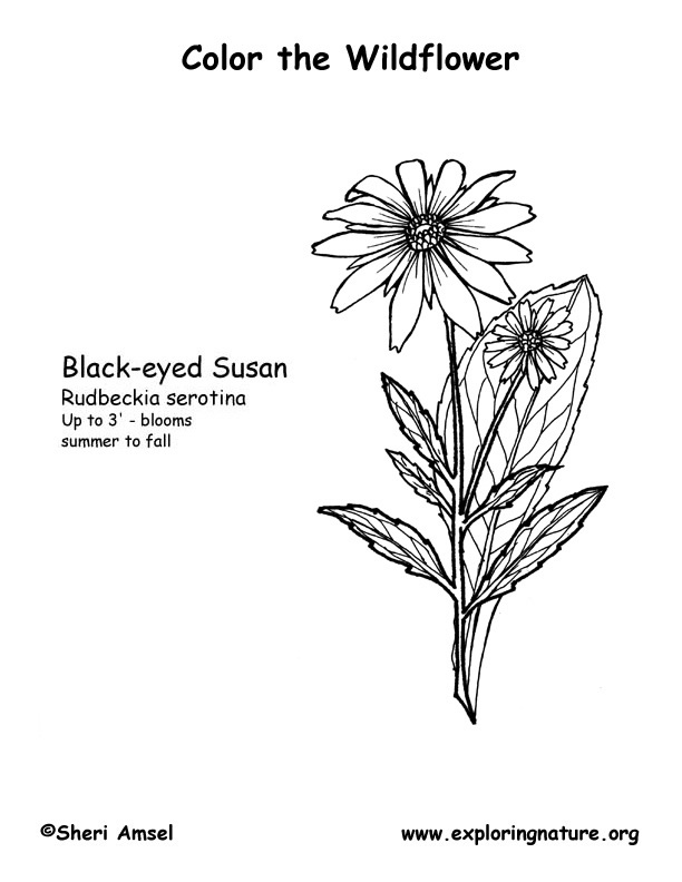 Black Eyed Susan Coloring Page