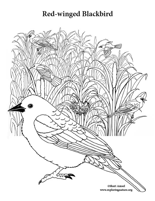 Red-winged Blackbird Coloring Page