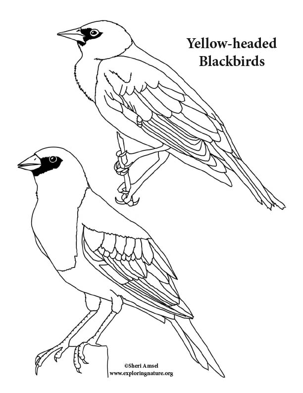 Download Blackbird (Yellow-headed) Coloring Page