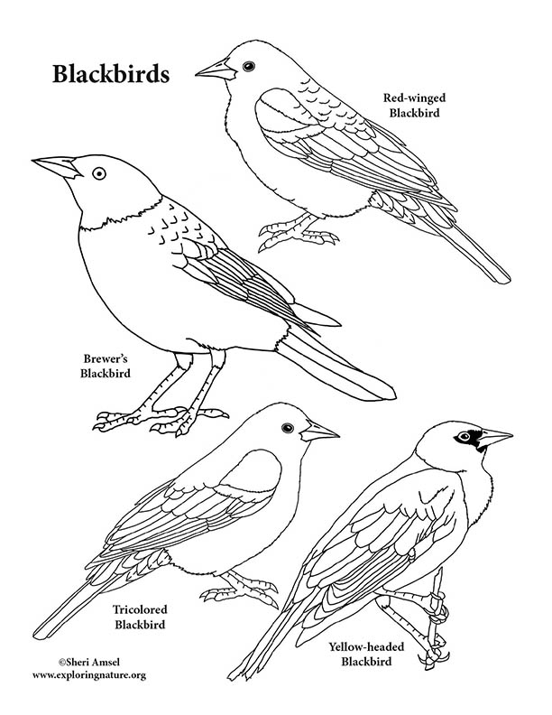 red wing black bird coloring pages