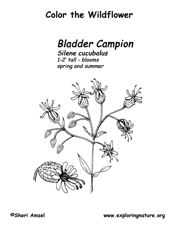 Bladder Champion Coloring Page