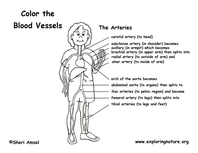 Blood Vessels Labeled Coloring Page