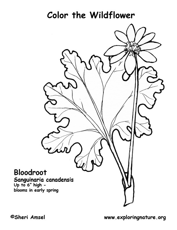 Bloodroot Coloring Page