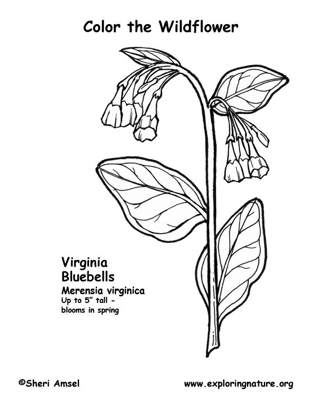 Download 166+ Virginia Coloring Pages PNG PDF File