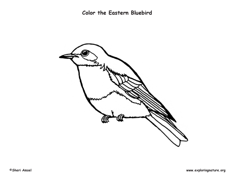 Download Bluebird Coloring Page