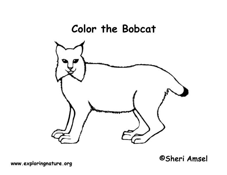 bobcat coloring page