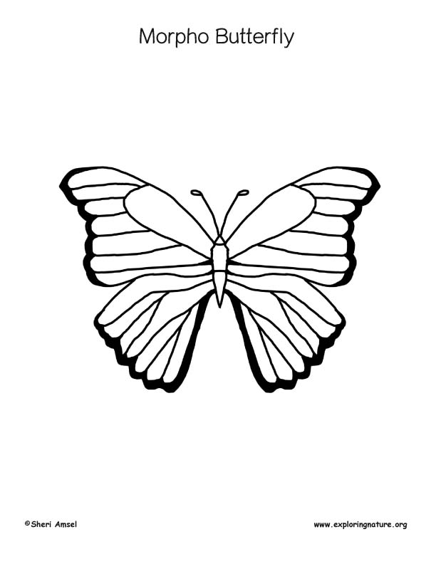Butterfly (Morpho) Coloring Page