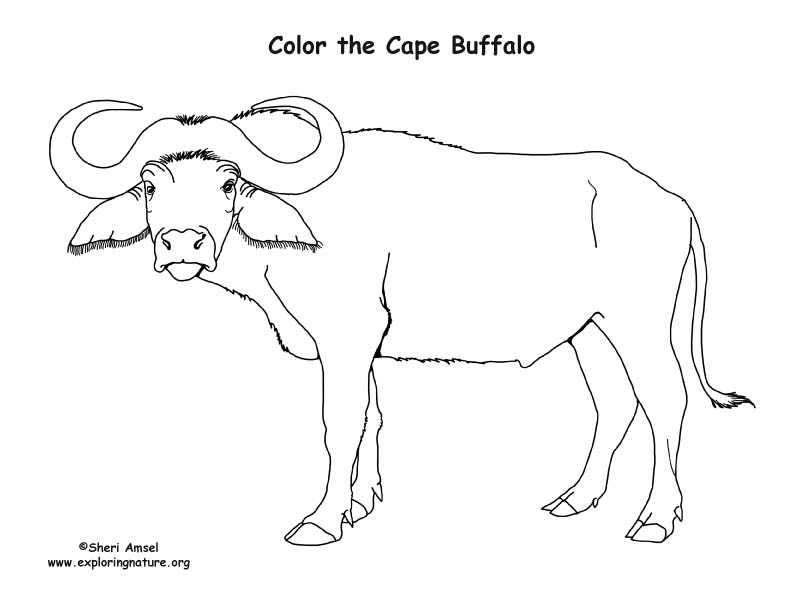 cape coloring page