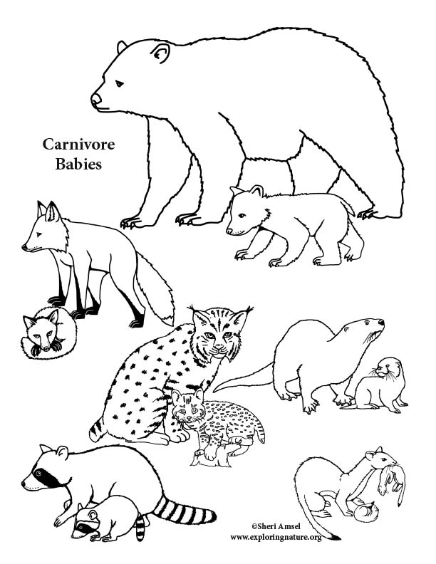 Carnivore Babies Coloring Page