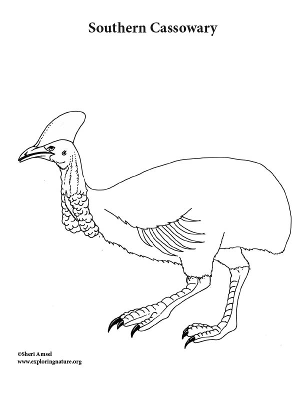Cassowary Coloring Page