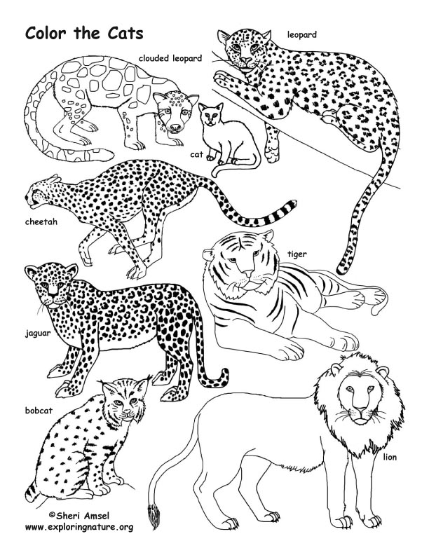 Cat family coloring Page.