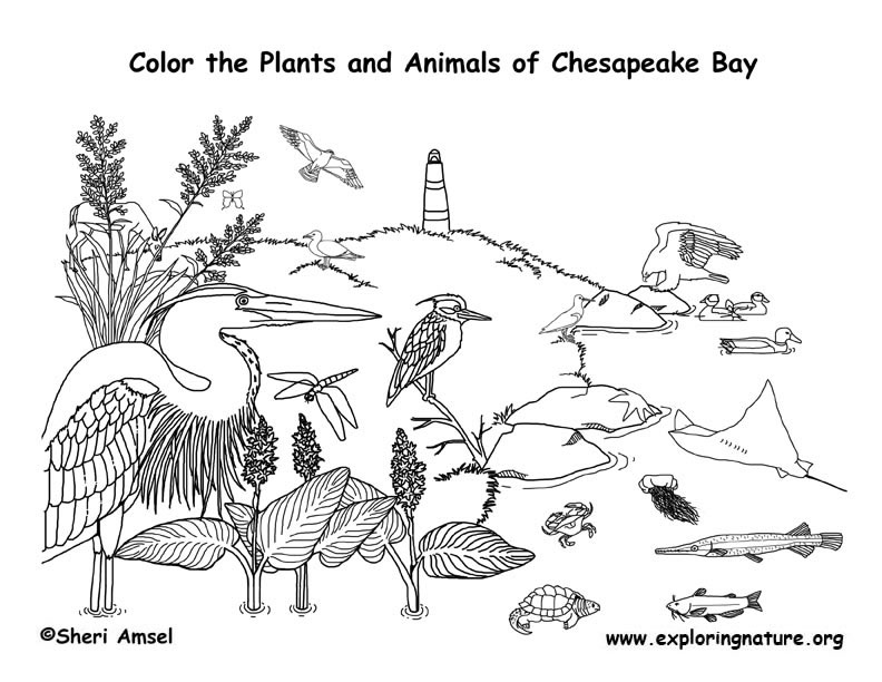 ocean habitat coloring pages for kids - photo #26