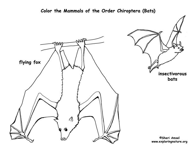 Bats (Order Chiroptera) Coloring Page