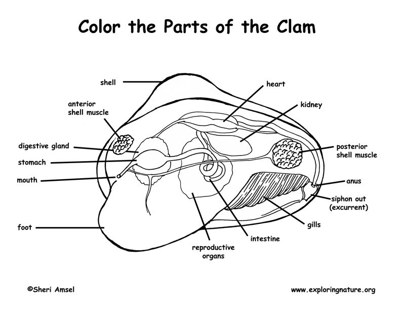 Clam Anatomy Coloring Page