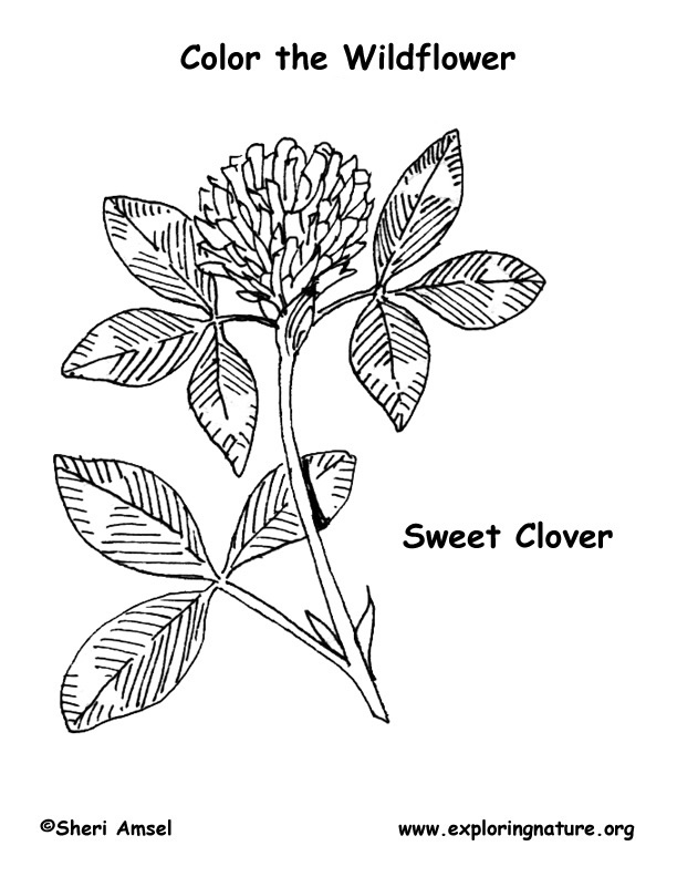 Clover Coloring Page