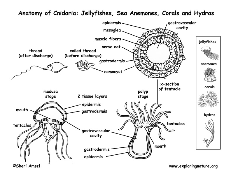 Cnidaria (Jellyfish, Anemones, Corals and Hydras) Anatomy Coloring Page