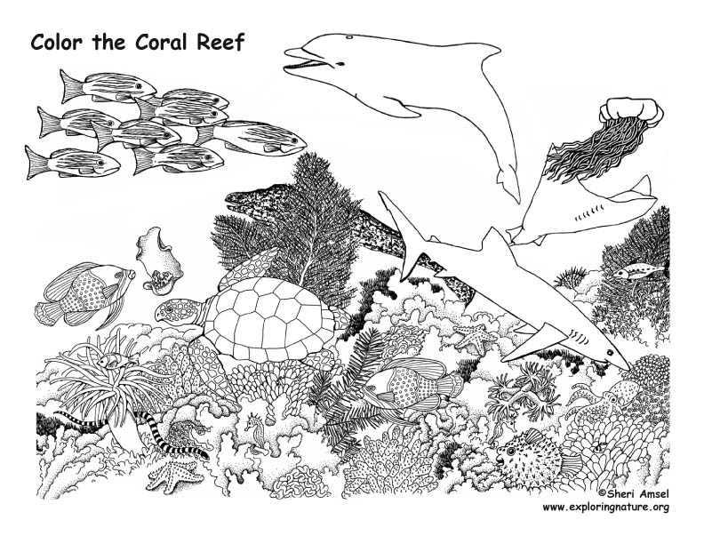 Download Coral Reef Coloring Page