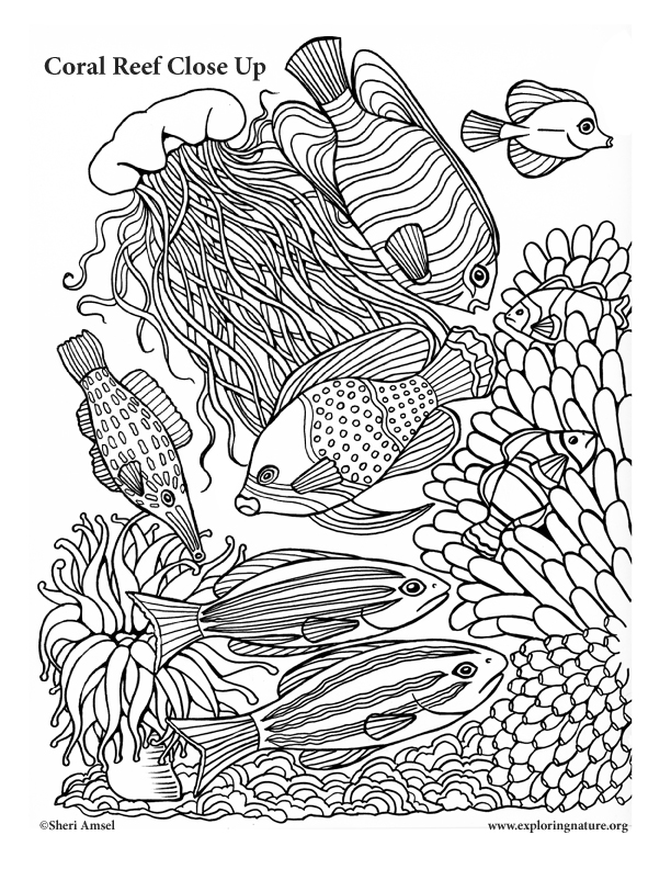 Coloring Pages Coral Reefs