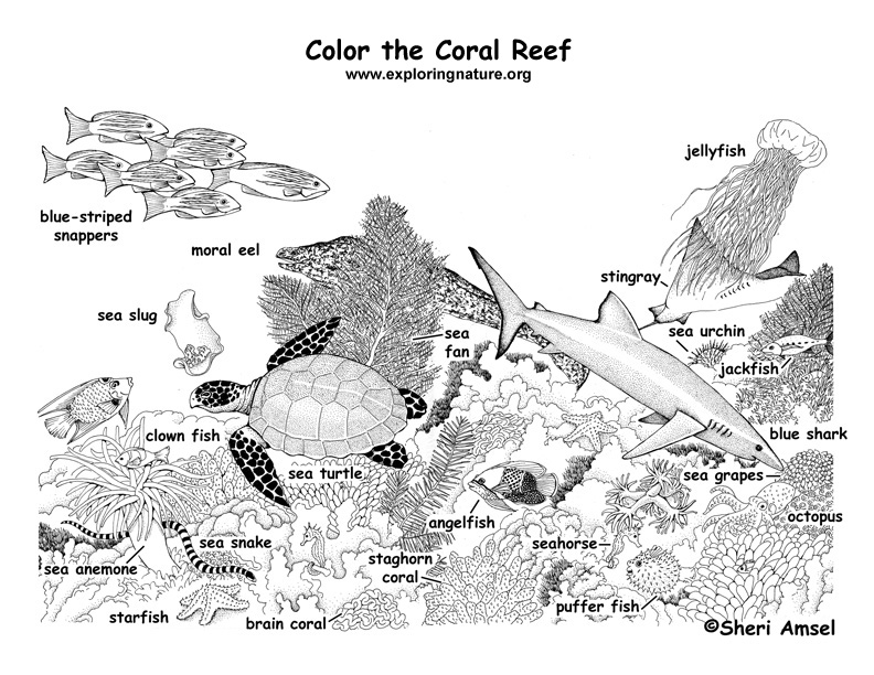 coral reef fish coloring pages