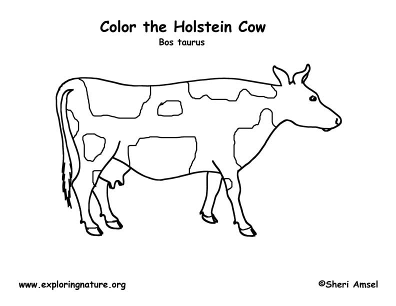 Cow Coloring Page