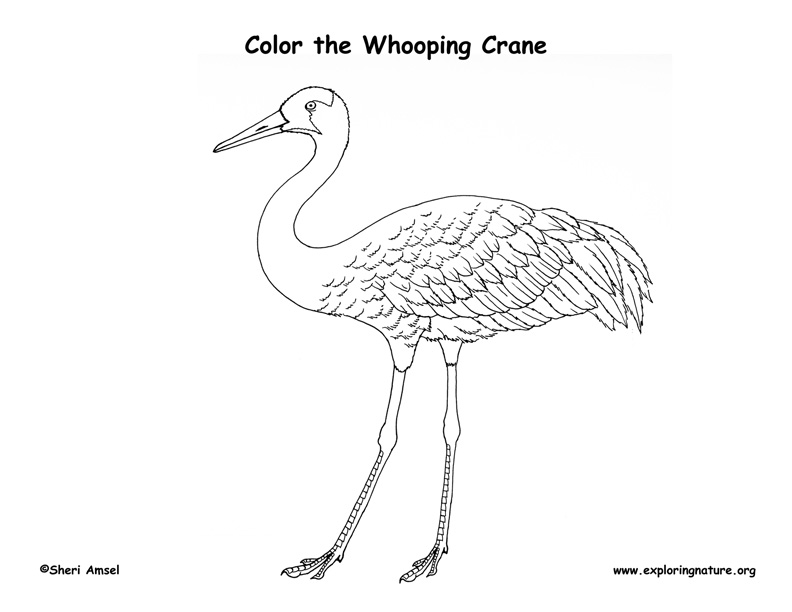 Whooping Crane Coloring Page