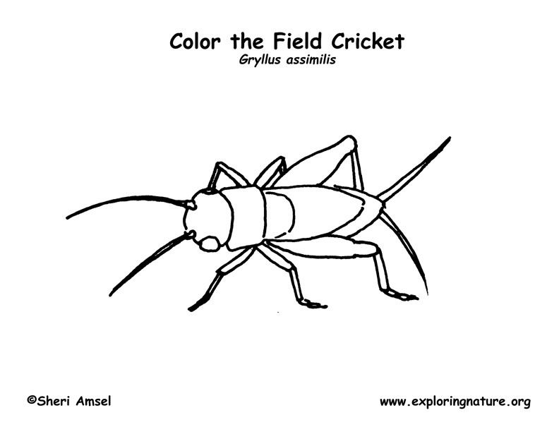 coloring pages cricket