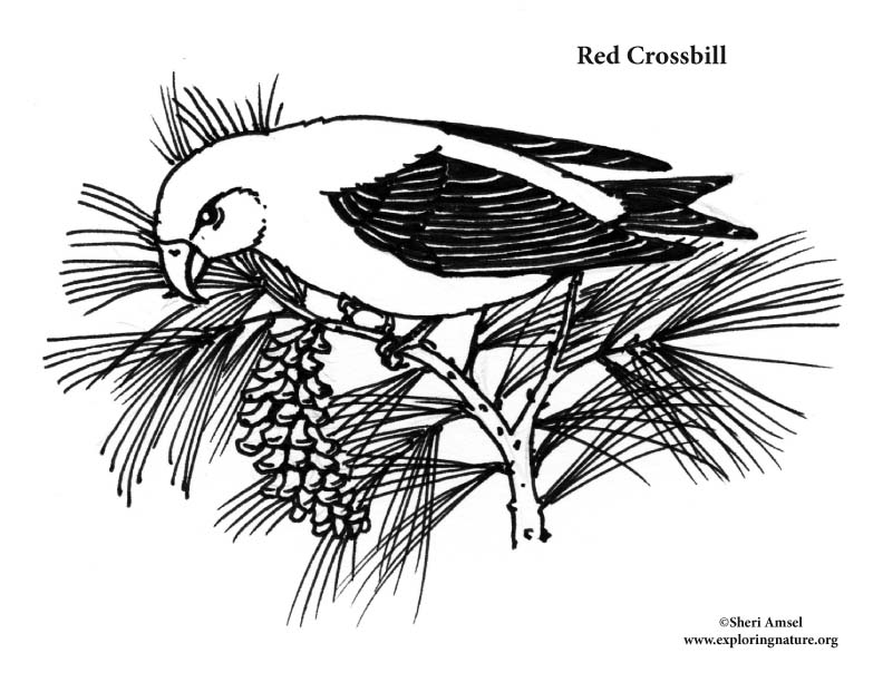 Crossbill (Red) Coloring Page