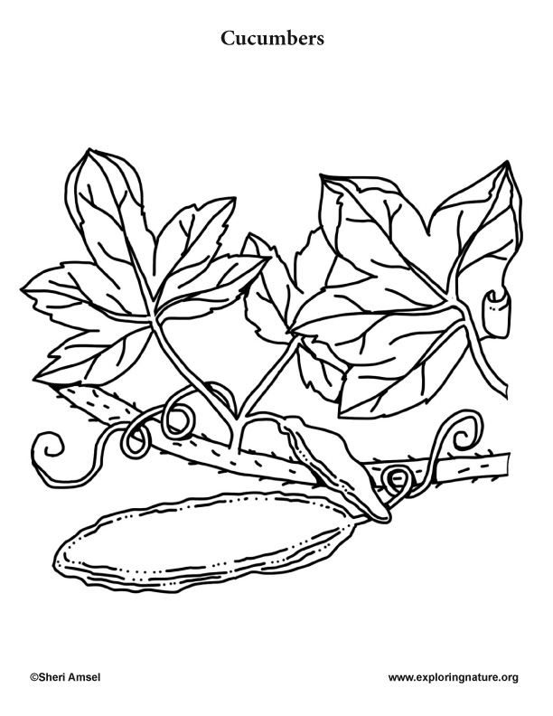Download Garden Vegetables Coloring Pages (10)
