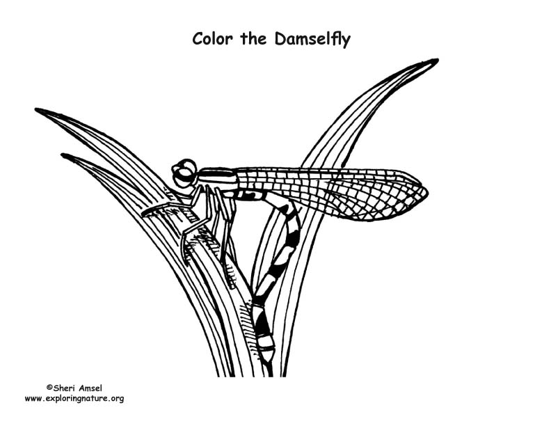 Damselfly Coloring Page