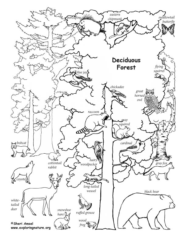 35+ Latest Deciduous Forest Animals Drawings