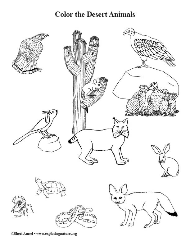 Download Desert Animals Coloring Page