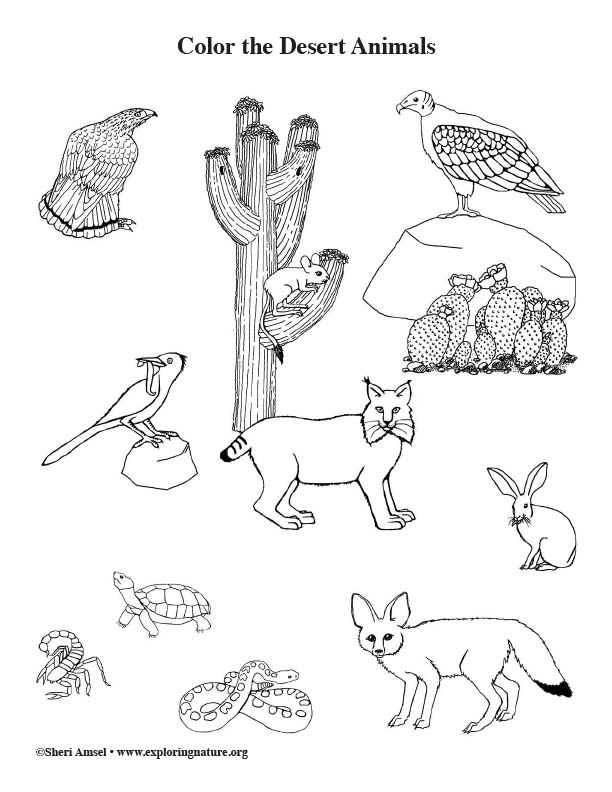   Desert Animal Coloring Pages  Best Free