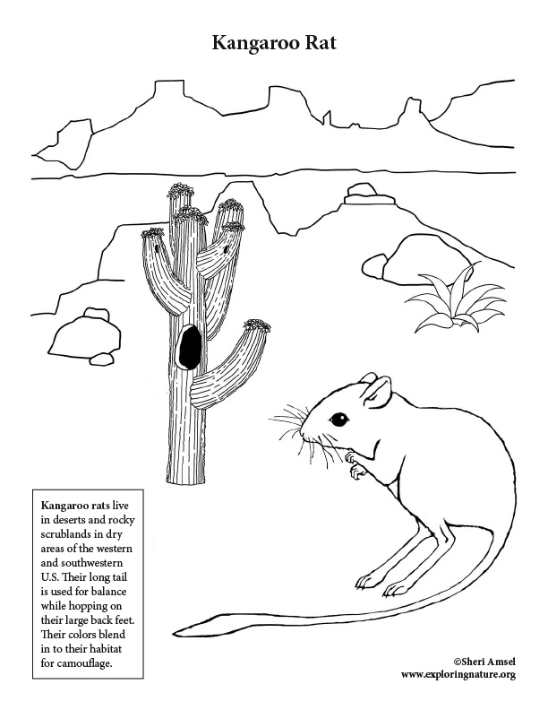 Download Desert Kangaroo Rat Coloring Page