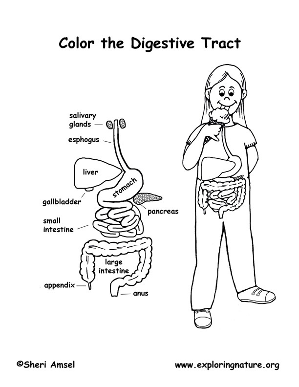 digestive-system-organs-coloring-page-younger-students