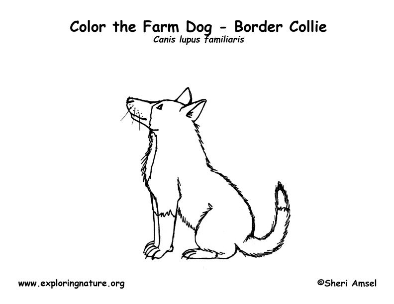 farm dog coloring pages