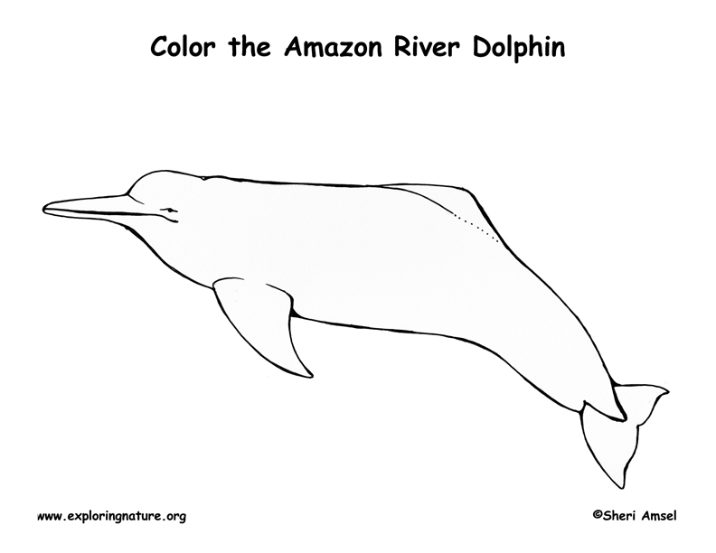 amazon river coloring page