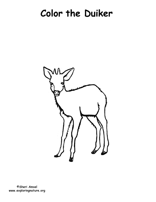Duiker (Deer) Coloring Page