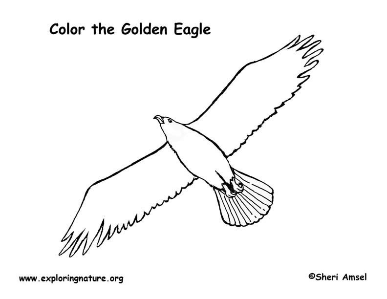 Eagle (Golden) Coloring Page
