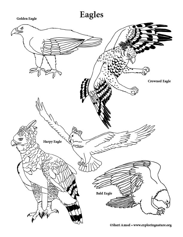 Eagles Coloring Page
