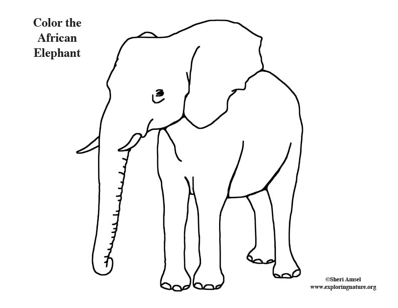 African Elephant Coloring Page