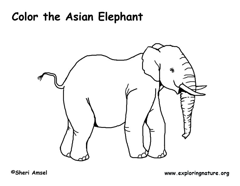 10 Asian Animal Coloring Pages to Unleash Your Creativity and Explore the Wonders of the East