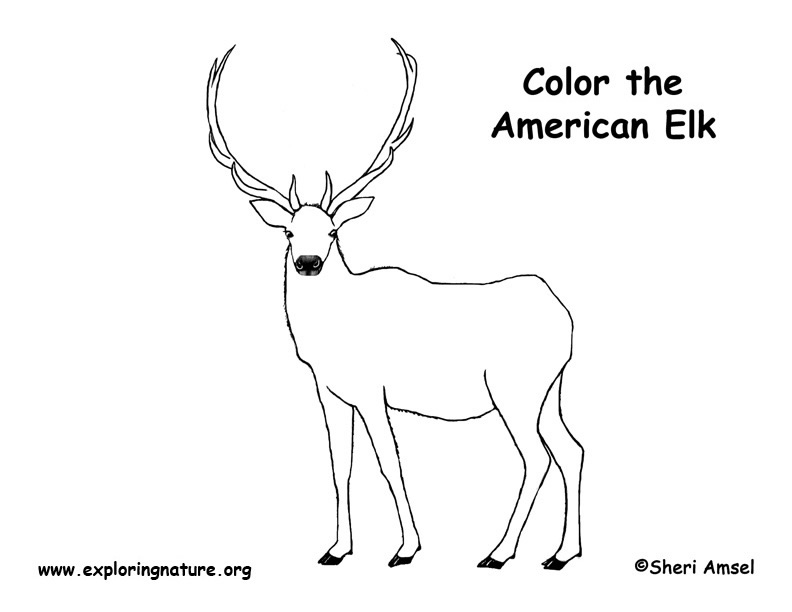 elk-coloring-page