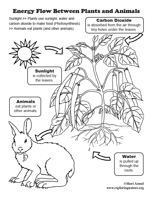 Energy Flow Between Plants and Animals Coloring Page