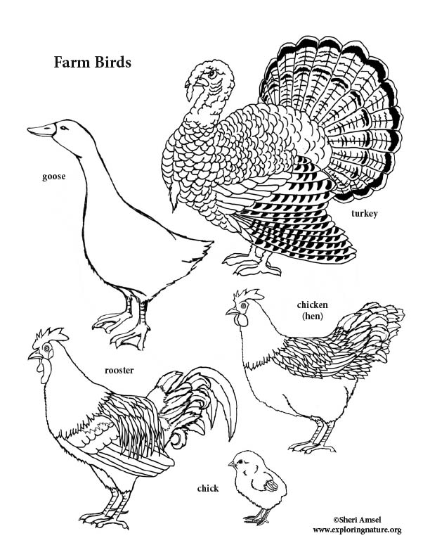 Farm Birds Coloring Page