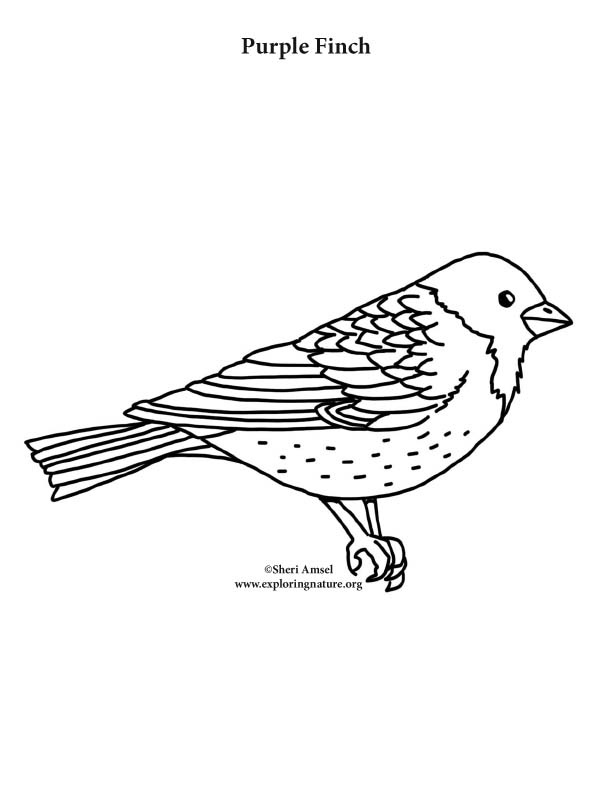 Download Purple Finch Coloring Page