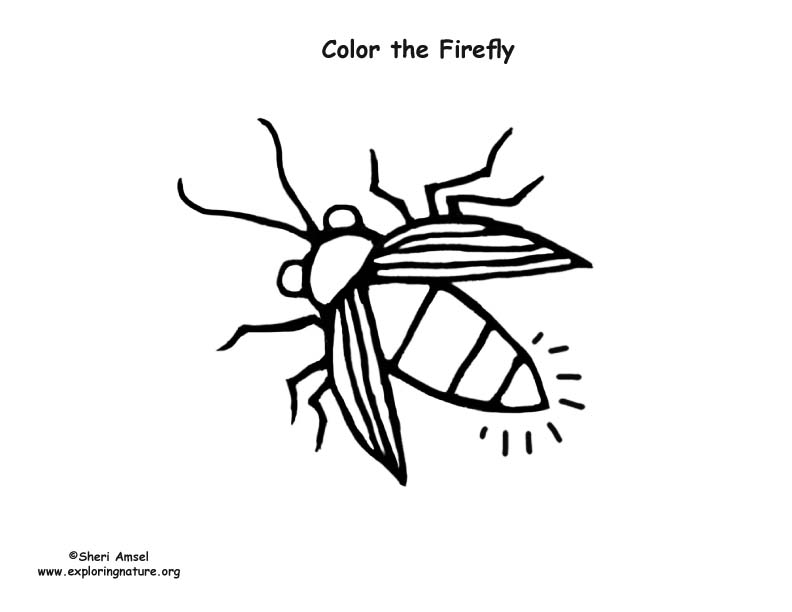 firefly body diagram