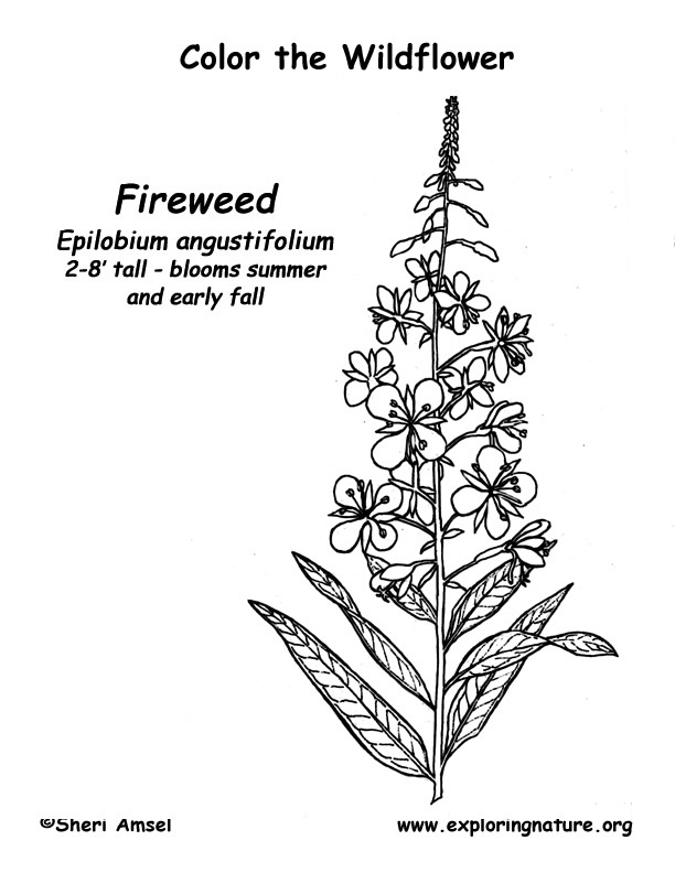 Fireweed Coloring Page