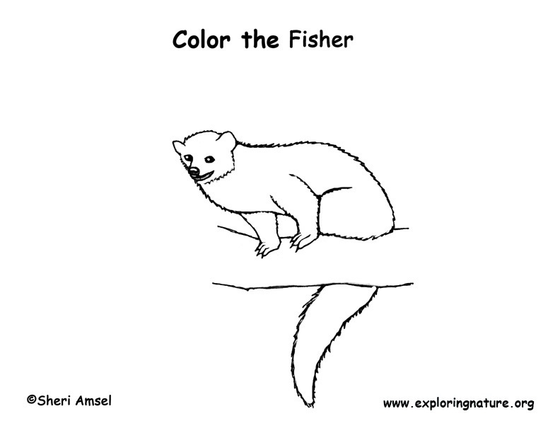 Fisher Coloring Page