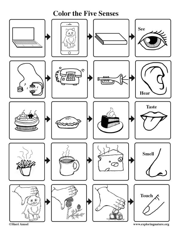 the five senses coloring pages