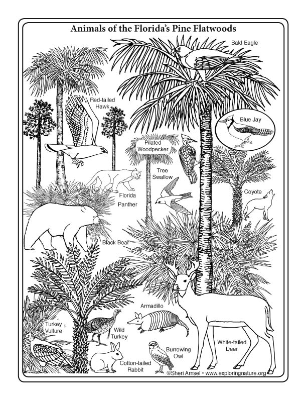 Animals of the Florida Pine Flatwoods